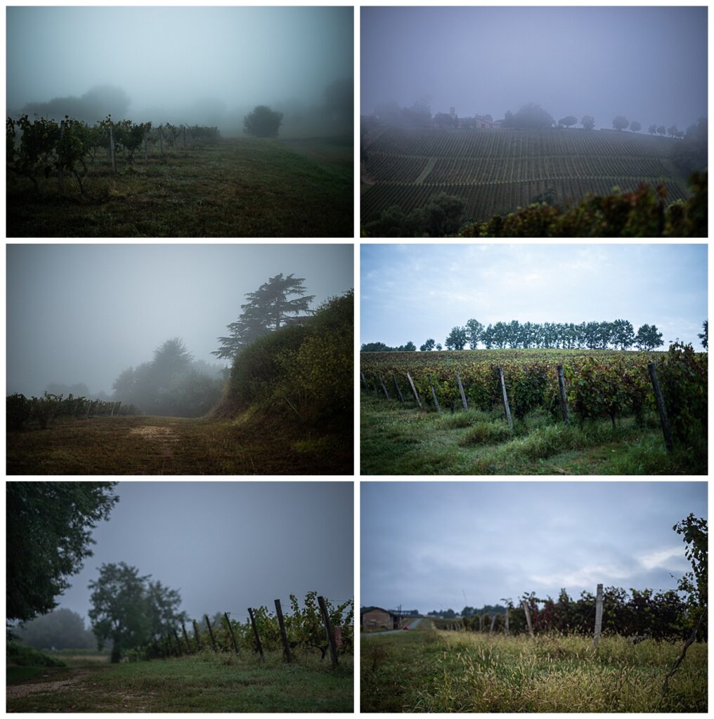 Photos des vignes à Rions, beau vignoble de l’Entre-deux-Mers proche de Bordeaux